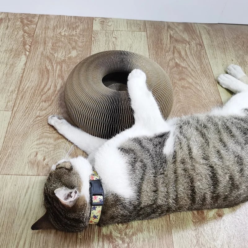 alwaysdwellTM - ⚡Cat Scratcher