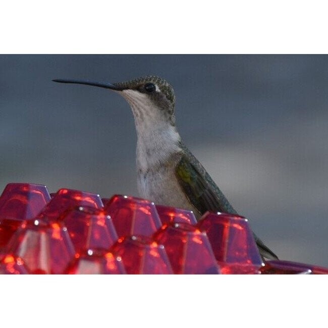 alwaysdwellTM - Hummingbird Feeder with Perch and Built-in Ant Moat