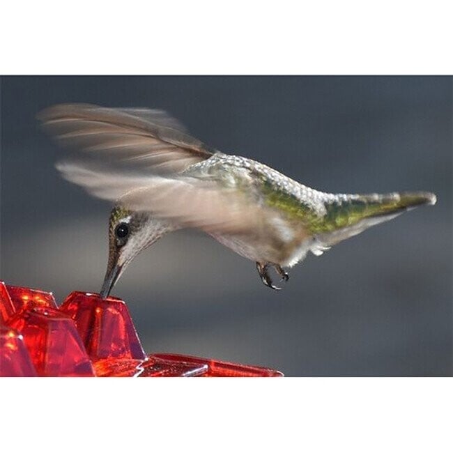 alwaysdwellTM - Hummingbird Feeder with Perch and Built-in Ant Moat