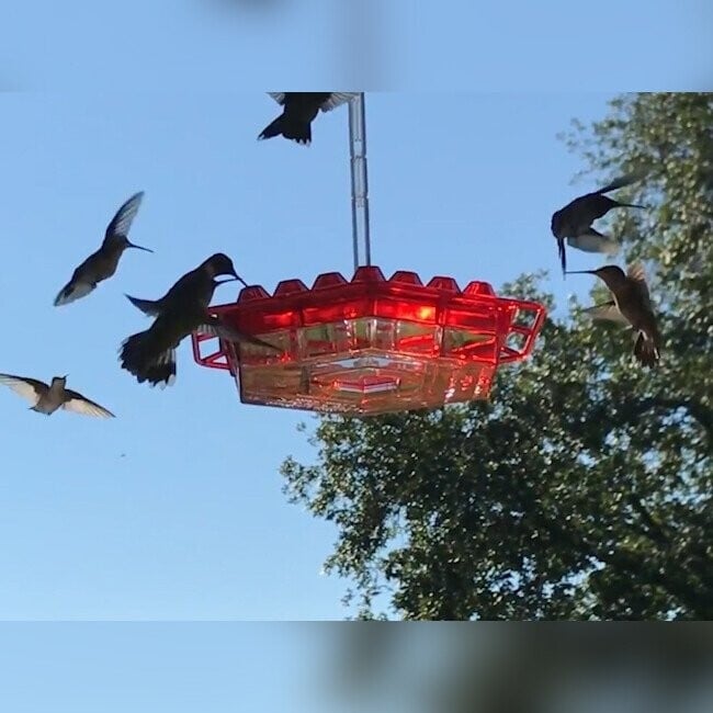 alwaysdwellTM - Hummingbird Feeder with Perch and Built-in Ant Moat