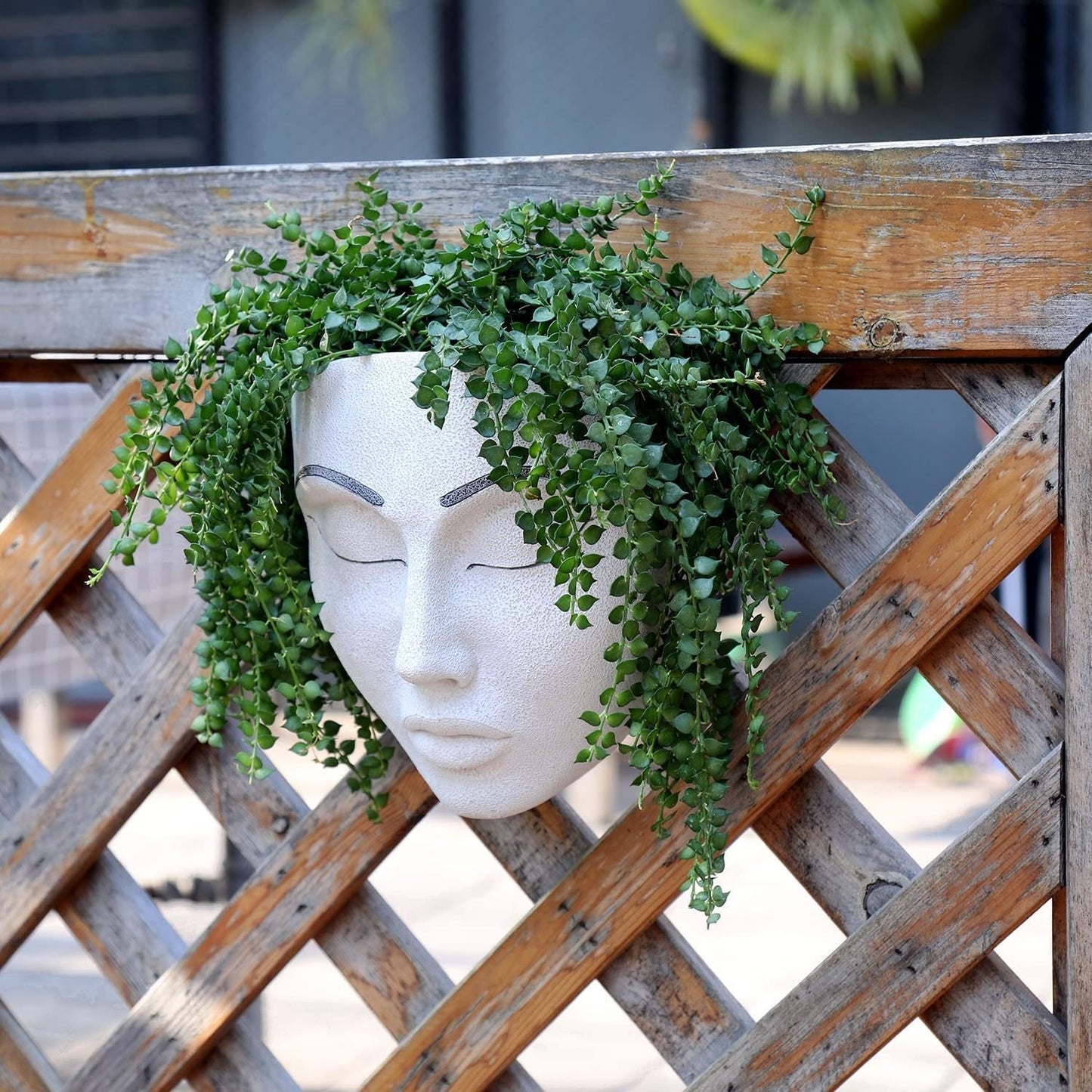 alwaysdwellTM - 🎁Plant Faces