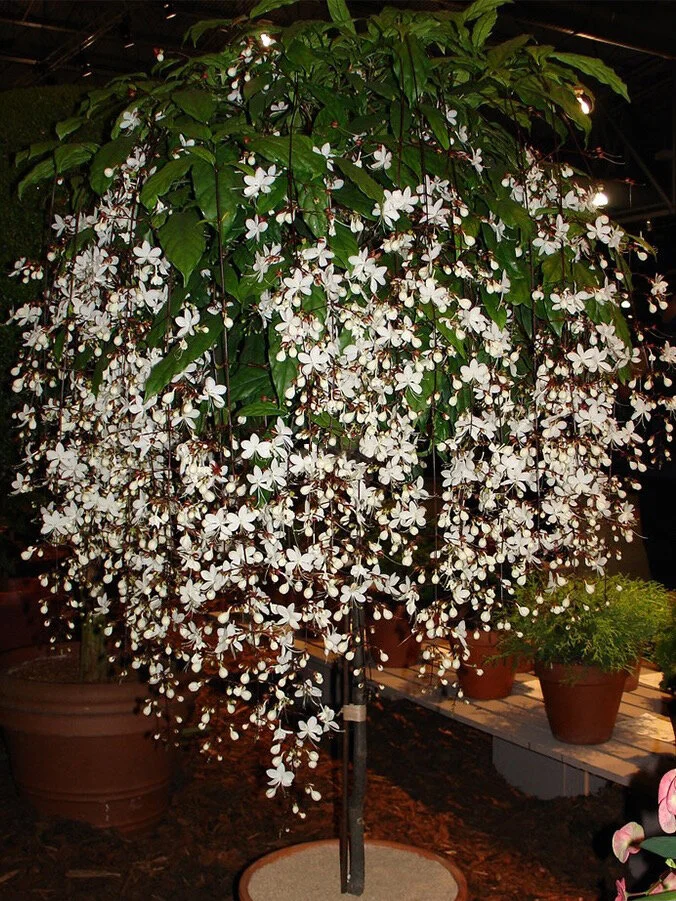 alwaysdwellTM - 2025 Garden Must-Have 🌾 Perennial weeping jasmine seeds