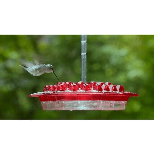 alwaysdwellTM - Hummingbird Feeder with Perch and Built-in Ant Moat