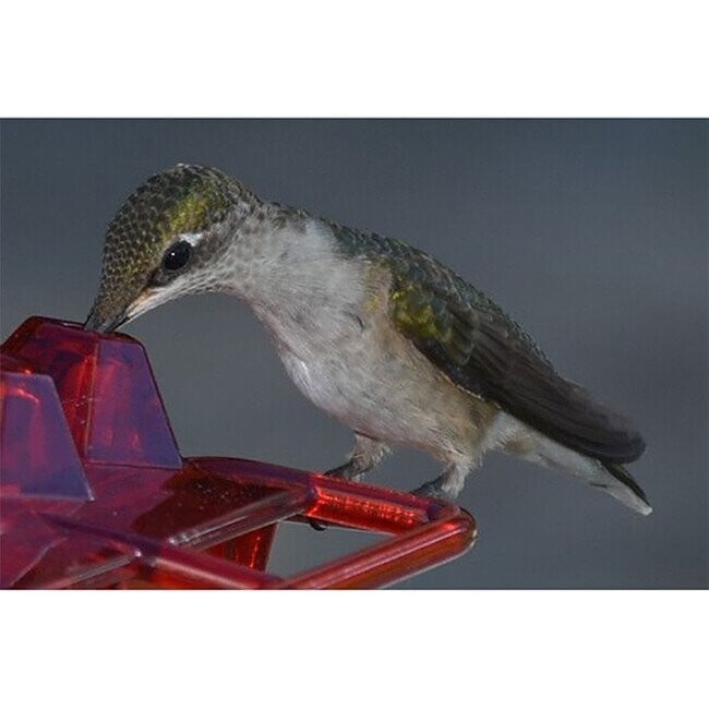alwaysdwellTM - Hummingbird Feeder with Perch and Built-in Ant Moat
