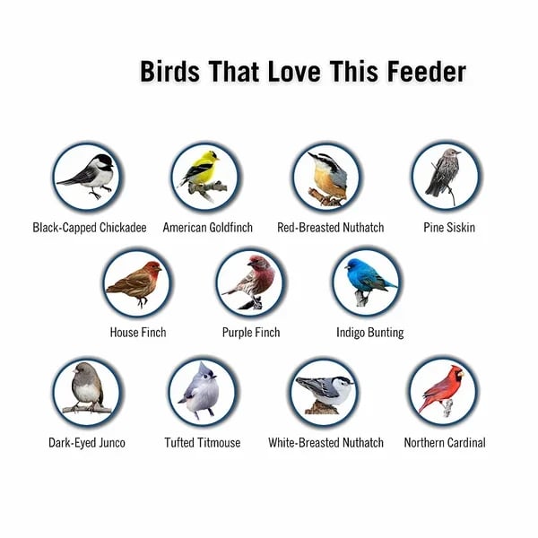 alwaysdwellTM - 🔥🔥Squirrel-Proof Bird Feeder