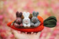 alwaysdwellTM - 🎁 Hide-and-Seek Bunnies in Carrot Pouch