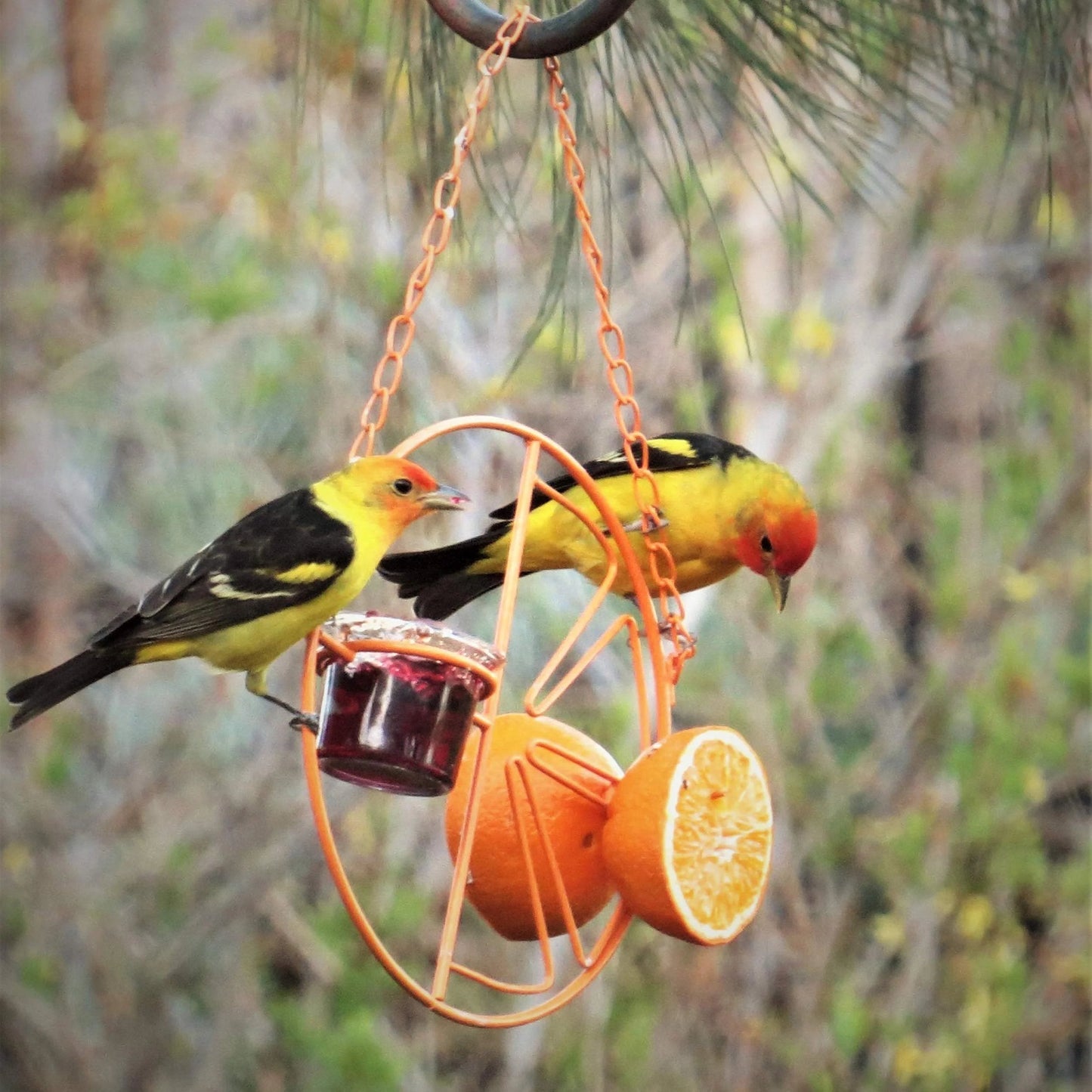 🔥2-in-1 hanging hummingbird oriole feeder