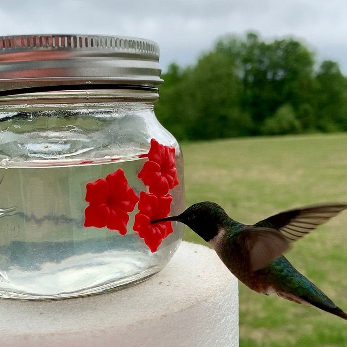 🔥Hummingbird Feeder with Three Ports