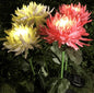 alwaysdwellTM - 🎁Summer Hot Sale -47% OFF🎁 - SPRING ARTIFICIAL Chrysanthemum SOLAR GARDEN STAKE LED